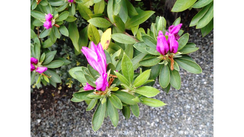 オオムラサキツツジの蕾の写真。もうすぐ咲きそうだが、まだ咲かない。