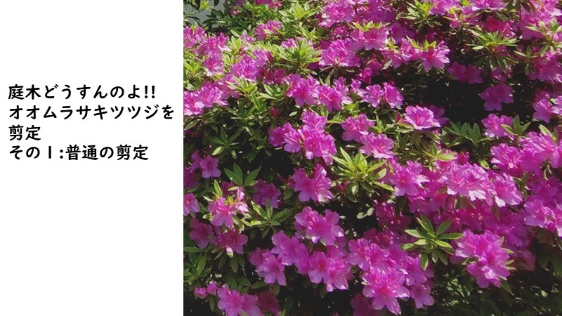オオムラサキツツジの剪定　その１：普通の剪定方法解説記事のアイキャッチ画像