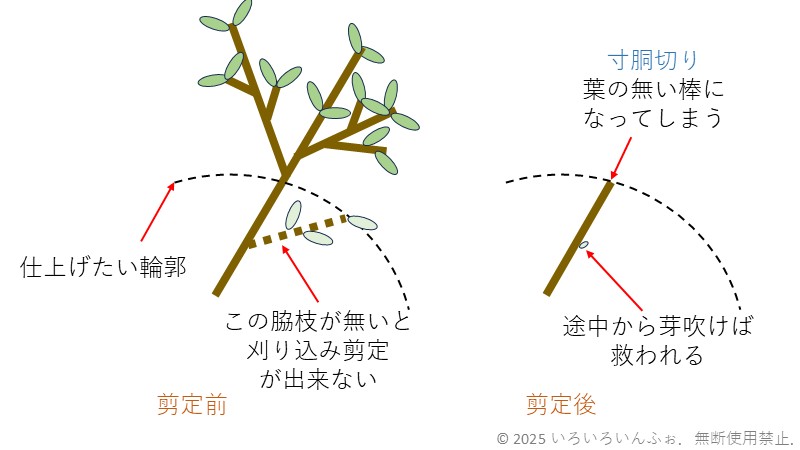 オオムラサキツツジの寸胴切りの説明図