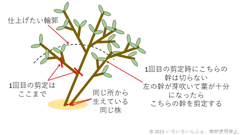 段階的に高さを下げる剪定の方法