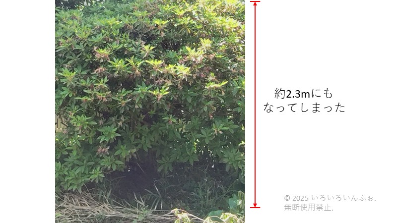 2.3mにもなってしまったわが家のオオムラサキツツジ