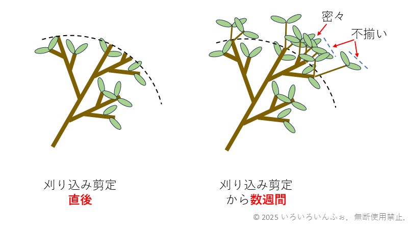 刈り込み剪定の欠点を解説