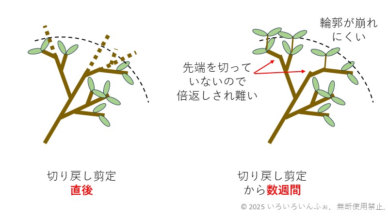 切り戻し剪定のメリットを解説