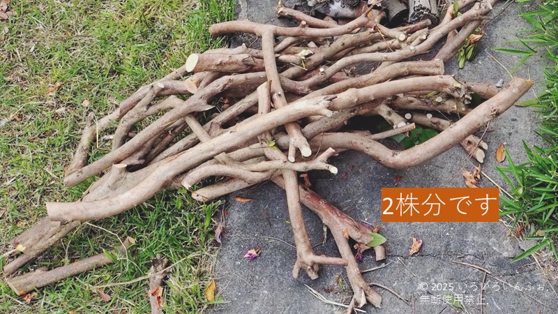 切ったオオムラサキツツジの幹(2株分)