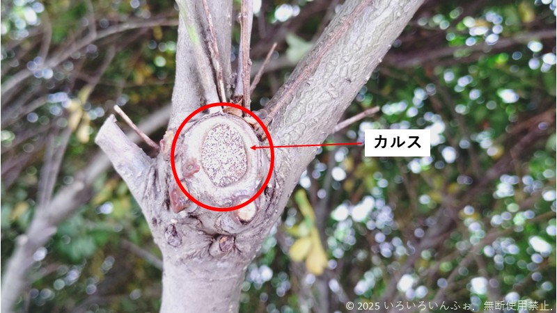 カルスを説明する写真