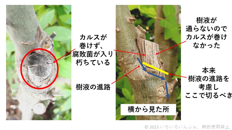 カルスが巻けなかった例(悪い剪定の結果)の写真