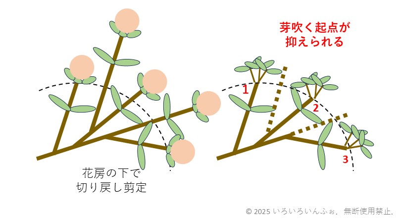 花が萎れてから切り戻し剪定をした良い例の図