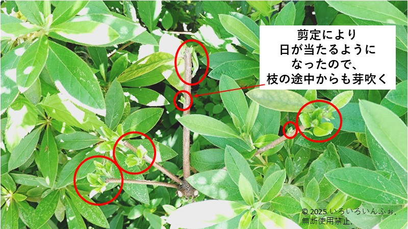 わが家の剪定例 新芽枝が欲しい時の剪定例