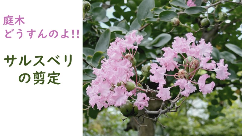 ピンクのサルスベリが写る剪定方法紹介記事のアイキャッチ画像