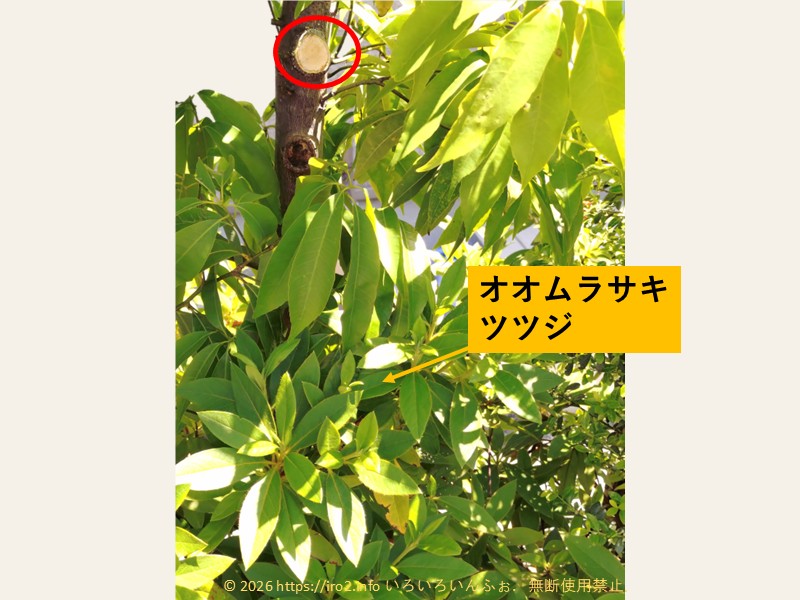 検討の上、シラカシを剪定後。