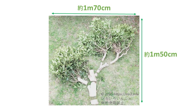 今回切った部分。1m50cm程木の高さを下げた。