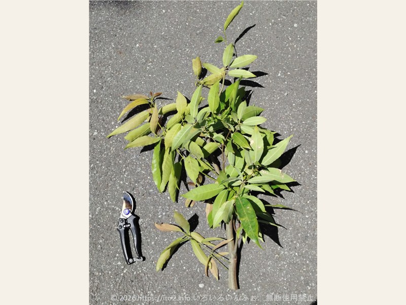 剪定したシラカシの枝