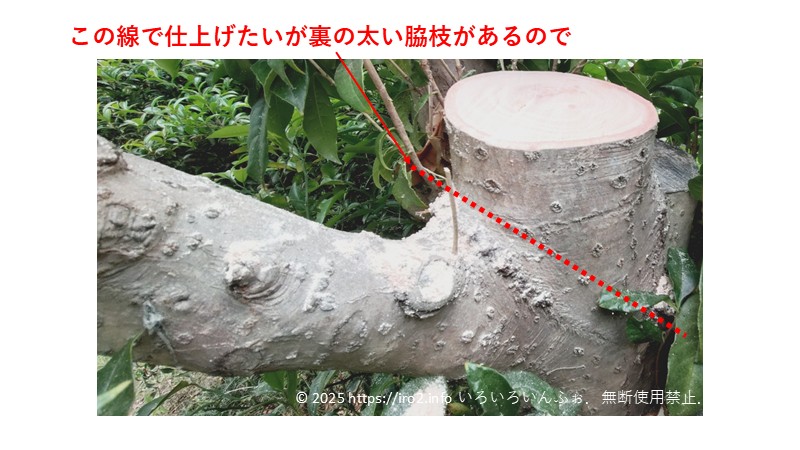 実際に行った剪定。理想的な切り線で切れない例。