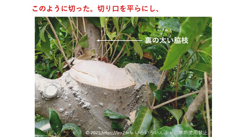 最終的な切り口