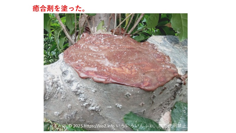 切り口に癒合剤を塗った画像