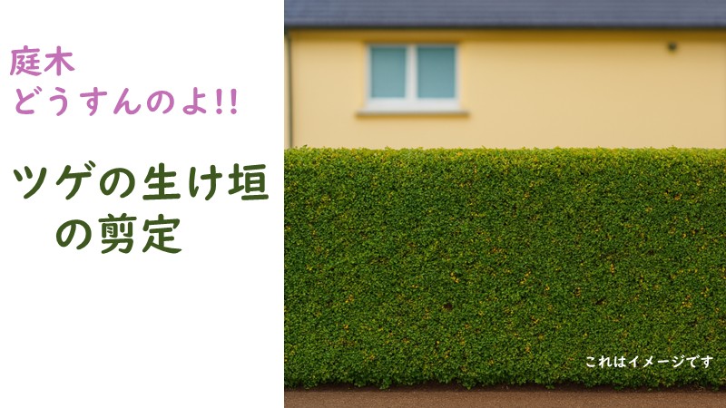 ツゲの生け垣