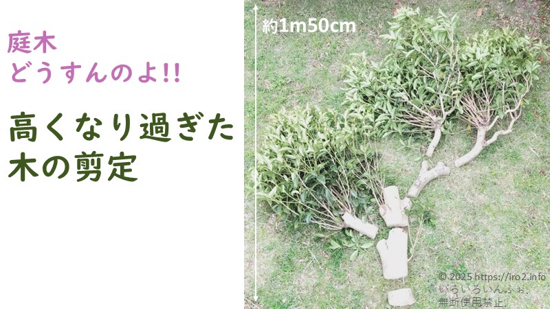 約1.5m切り落としたキンモクセイが写るアイキャッチ画像