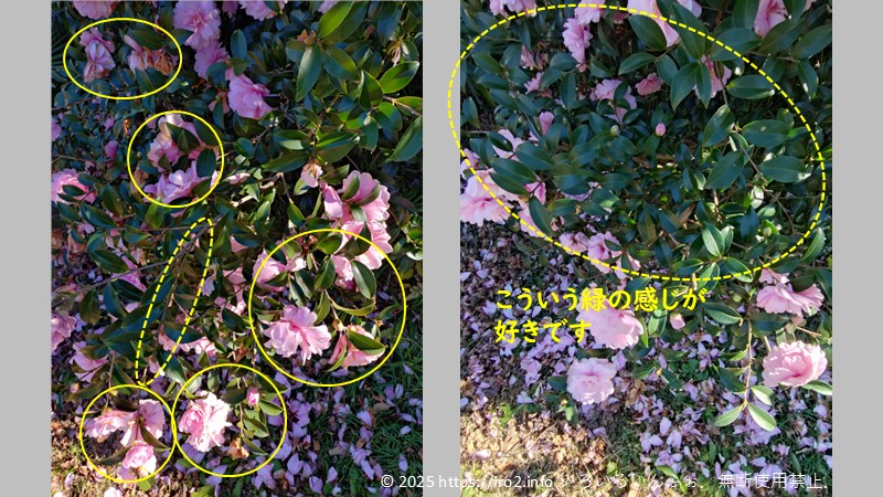 サザンカの剪定したところに印を付けて解説