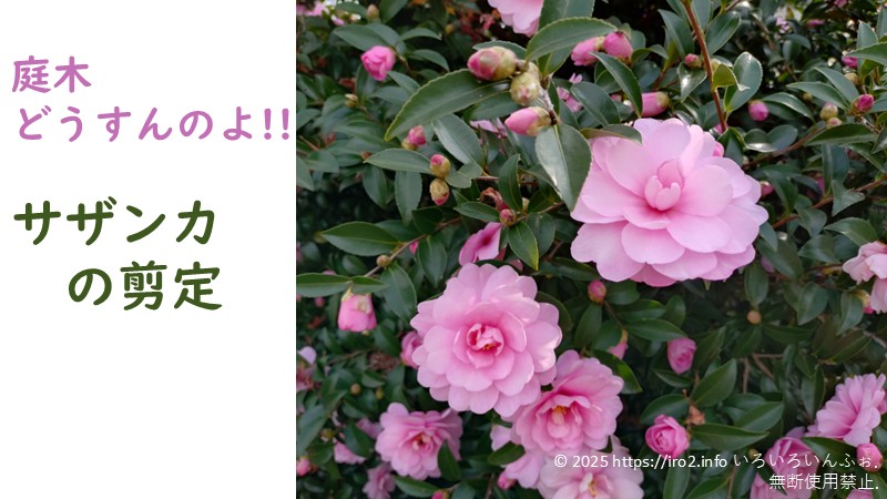 ピンクのサザンカが咲くサザンカ剪定記事のアイキャッチ画像