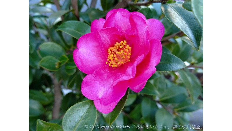 わが家の椿の写真