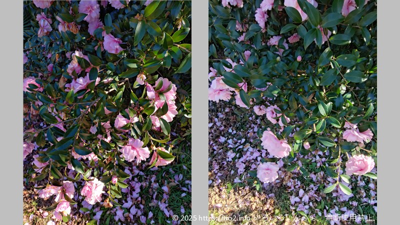 サザンカの剪定前後の比較写真